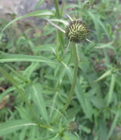 flowering plants of Dipsacus asperoides C.Y.Cheng et T.M.Ai. with green flower grow in field