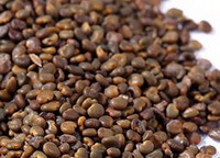 many brownish seeds of Flatstem Milkvetch Seed are piled together