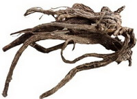dried brownish herb root of Himalayan Teasel Root in irregular shape