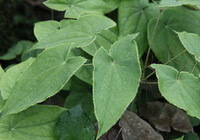 plants of Epimedium sagittatum with green leaves grow in field