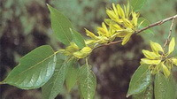flowering branch of Eucommia ulmoides Oliv. with small yellow flowers and green leaves grow in sunny field