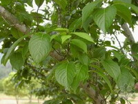a tree of Eucommia ulmoides Oliv with many green leaves grow in field