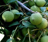 fruiting tree of Juglans nigra with many green fruits hanging on branch