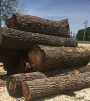 several brown big trunks of Juglans nigra are piled together