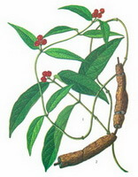 a colorful drawing of Morinda officinalis How.,brown roots,green stems and leaves,and red fruit berries.