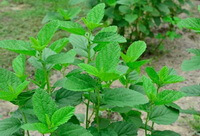 plants of Psoralea corylifolia L. with many green leaves grow in field