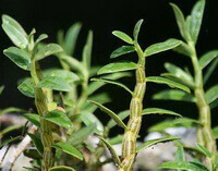 plants of Dendrobium candidum Wall. ex Lindl. with small green leaves grow in field