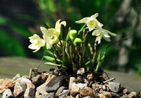 flowering plants of Dendrobium loddigesii Rolfe with pale yellow flowers grow in stones