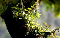 shrubs of Dendrobium loddigesii Rolfe grow on tree in sunny days