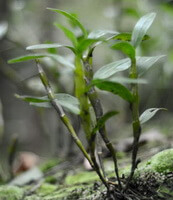 shrubs of Dendrobium nobile Lindl grow in field