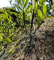 plants of Dendrobium nobile Lindl. grow in a field