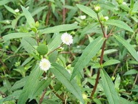 flowering plants of Eclipta prostrata L. with small white flowers grow in a cluster
