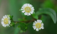 flowering branches of Eclipta prostrata L. with three white flowers