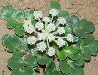 a flowering plant of Glehnia littoralis with small whitish flowers and green leaves grow in sand field