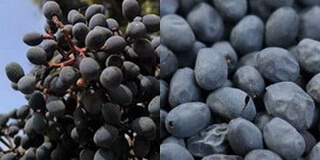 purple mature fruit berries and dried berries of Glossy Privet Fruit