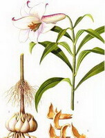 a drawing of Lilium brownii F.E.Brown var. viridulum Baker,plant,bulbs and stem,petals,flowers