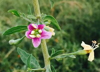 small flowers and leaves of Lycium barbarum L grow on green stems