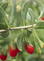 small green leaves and pendulous red berries of Lycium barbarum L