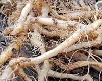 pale fresh herb rhizome of Fragrant Solomonseal Rhizome with fibrous roots are piled together