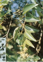flowering branches of Ligustrum lucidum Ait. with flower spikes