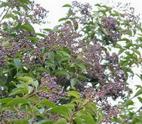 fruiting tree of Ligustrum lucidum Ait. with many small purple berries on branches
