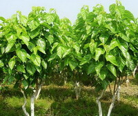 small trees of Morus alba L. grow in field