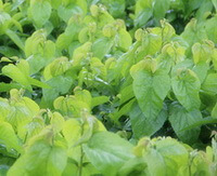 small trees of Morus alba L grow in field