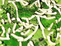 green mulberry leaves and many silkworms