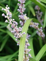 whitish flowers of Ophiopogon japonicus L.f.Ker-Gawl.