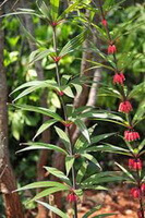 two flowering plants of Polygonatum kingianum Coll.et Hemsl. with reddish flowers grow in field