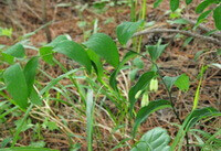 a flowering plant of Polygonatum macropodium Turcz with green leaves and yellowish pendulous flowers grow in field