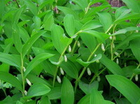 flowering plants of Polygonatum odoratum Mill.Druce. with many small pendulous flowers grow in field
