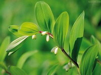 flowering plants of Polygonatum odoratum Mill.Druce. with white flowers and green leaves grow in sunny field