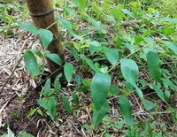 several plants of Polygonatum sibiricum Red. with green leaves grow near a tree in grass field