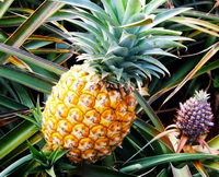 Bromelain