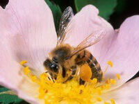 Apis cerana Fabr,a honey bee is collecting pollen in a pink flower.