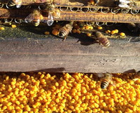 Bee Pollen