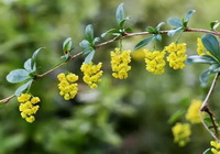 Barberry