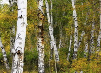 Birch