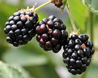 Blackberry