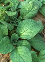 Borage