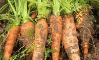 Beta-Carotene