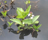 Bogbean