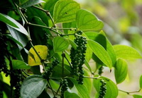 Black Pepper