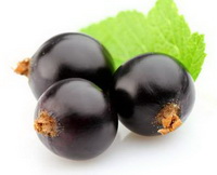 Black currant