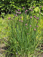 Chive
