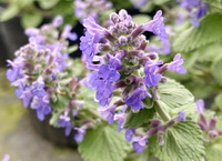 Catnip