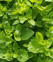 Chickweed