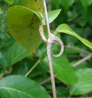 a growing plant of Uncaria tomentosa with green leaves grow on stems