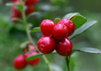 Cranberry